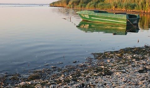Під Станіславом - потужний замор риби Під Станіславом - потужний замор риби