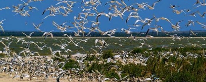 Землі Чорноморського заповідника захищено.