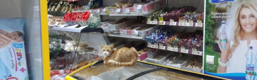 Фотофакт: В херсонских продуктовых магазинах торгуют котами? Фотофакт: В херсонских продуктовых магазинах торгуют котами?