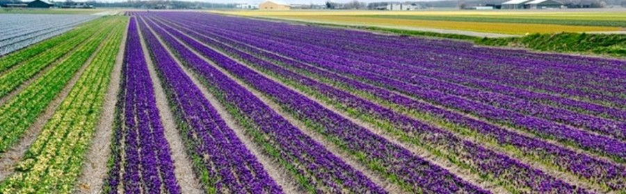 На Херсонщине собран первый килограмм шафрана