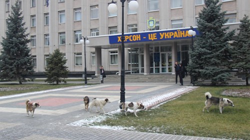 Уже два дня, как Инна Трибух обходится бюджету Херсона 550 грн в день