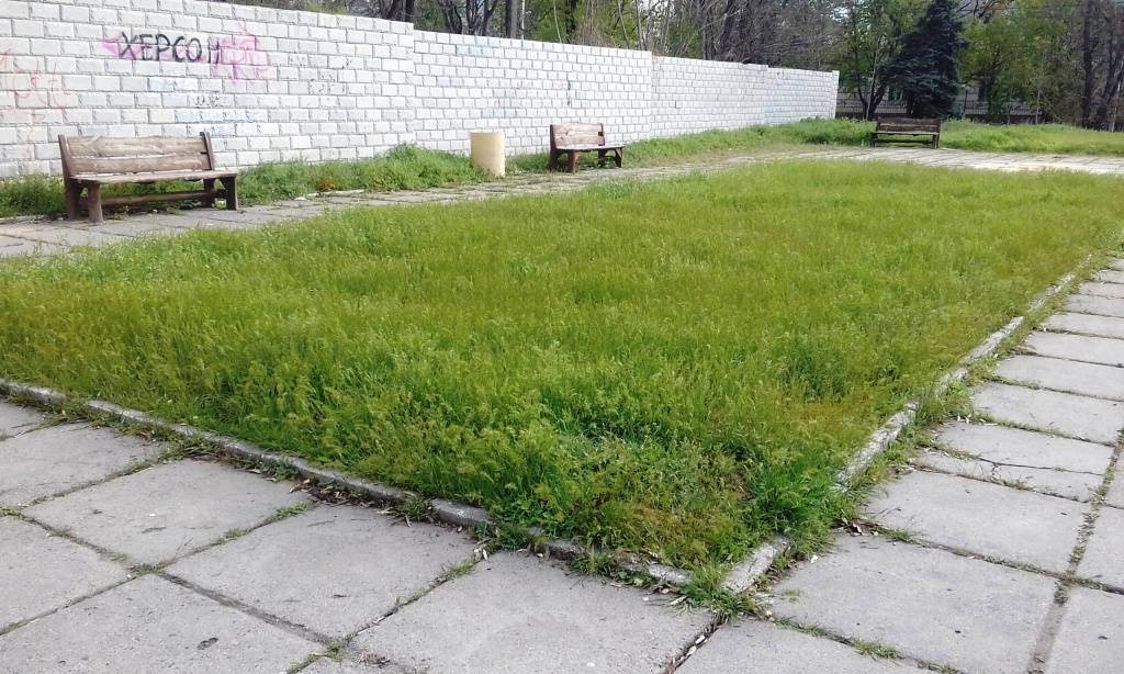Дожди прошли. Херсонские газоны нуждаются в стрижке (фото) Дожди прошли. Херсонские газоны нуждаются в стрижке (фото)