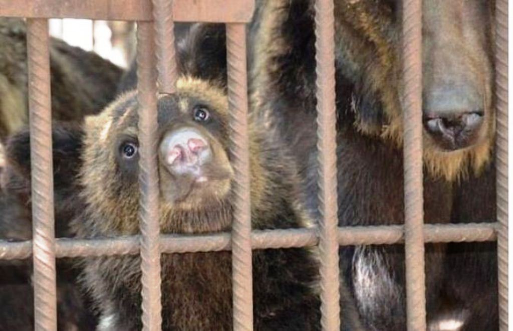Держспоживслужба України прокоментувала ситуацію із херсонськими ведмедями