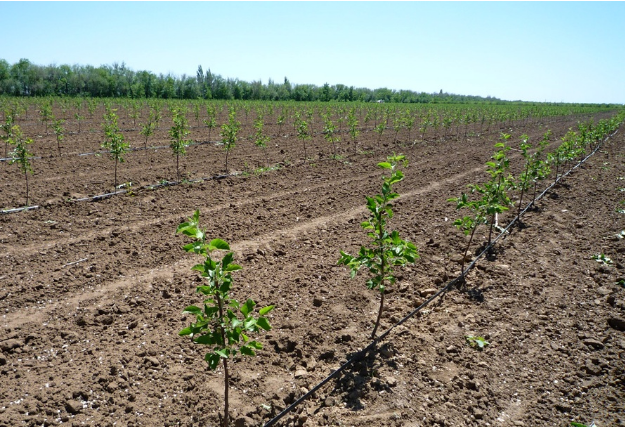 У Херсонських аграріїв є можливість отримати кешбек виробничих витрат