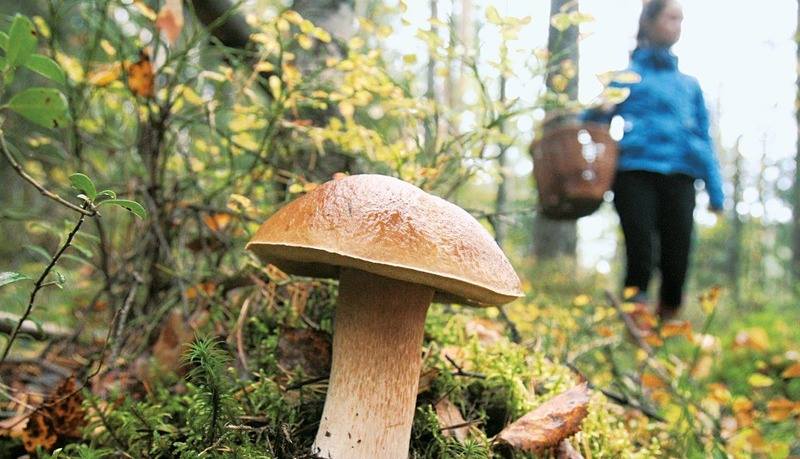 Грибники знают своё дело, но не знают местность: чтобы избежать появления заблудившихся в лесах, олешковские спасатели при входе в лес должны выдавать 