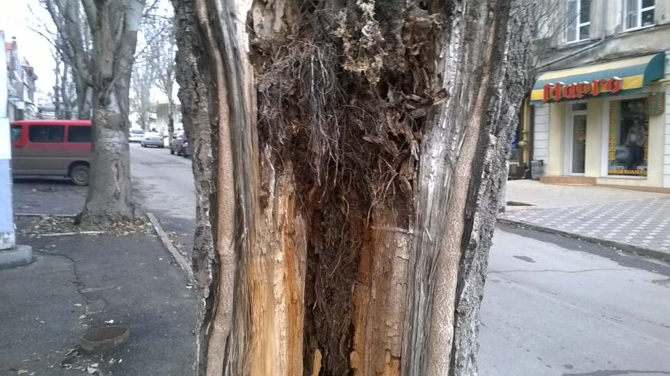 Высохшее дерево вскоре может свалиться прямо на  херсонцев (ФОТОФАКТ)