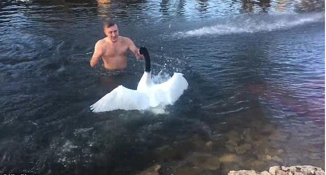 Неравный бой:  агрессивный лебедь напал на херсонца (ВИДЕО)