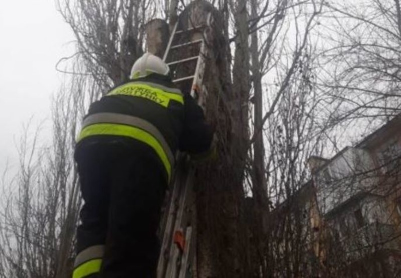Херсонські пожежники врятували кота