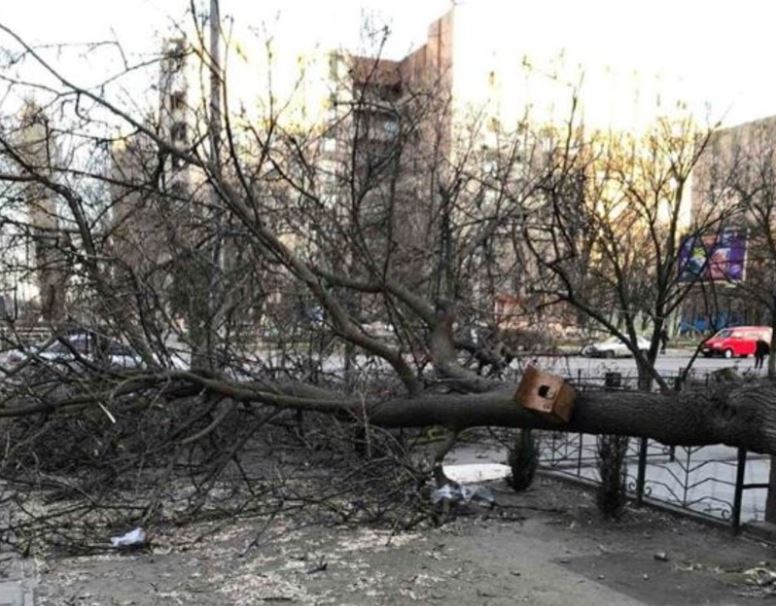 В Херсоне ради очередного МАФа уничтожили многолетнее дерево - ФОТО