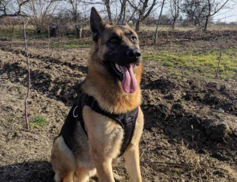 На Херсонщині службова собака Альма вивела на слід підозрюваних у нападі на дім пенсіонерки
