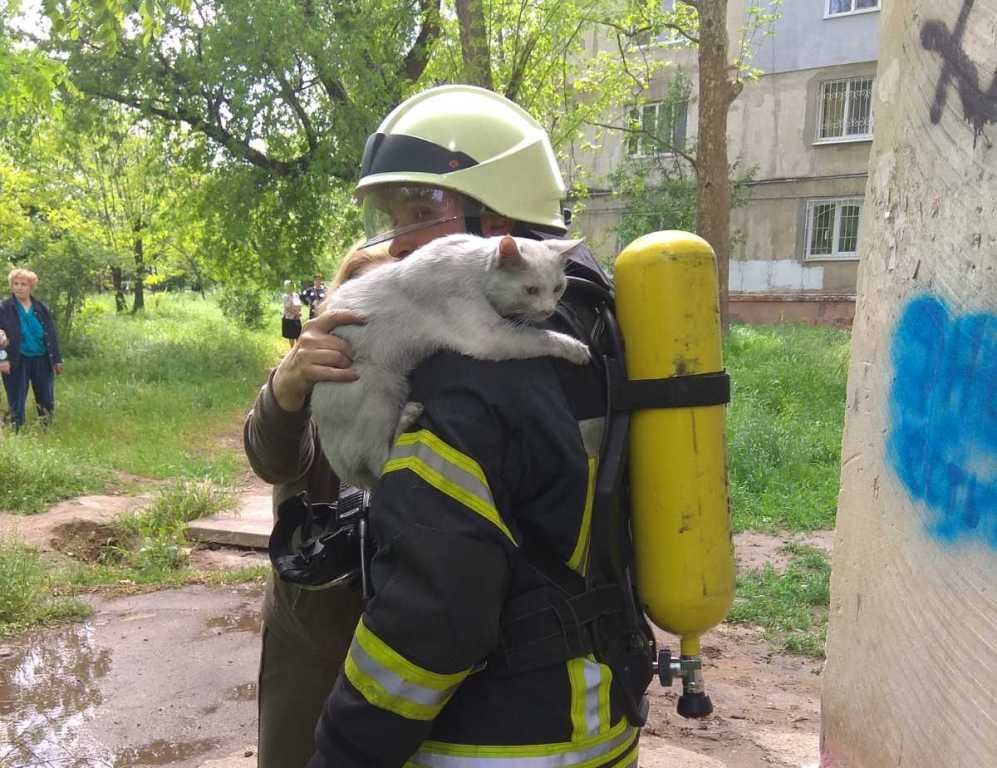 Під час пожежі у Херсоні вогнеборці врятували кота