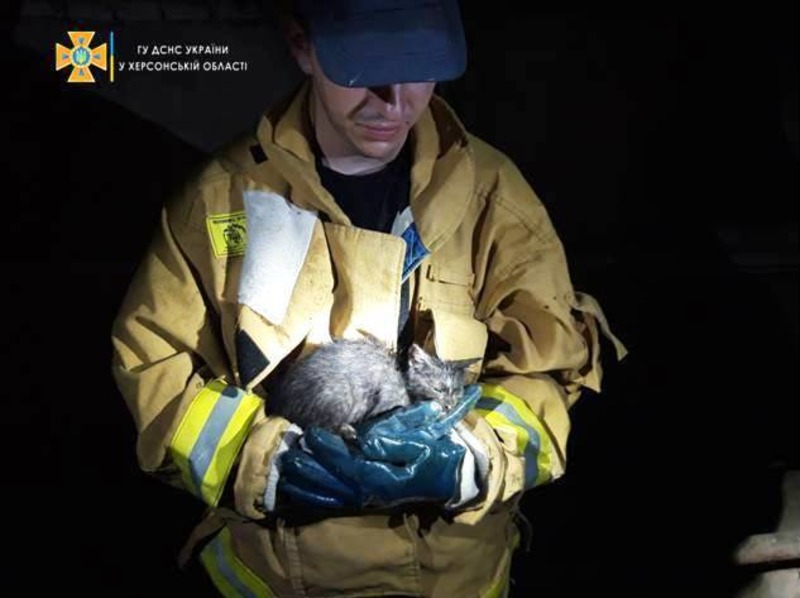 У Херсоні рятувальники дістали кошеня, яке потрапило у шахту між поверхами багатоповерхівки